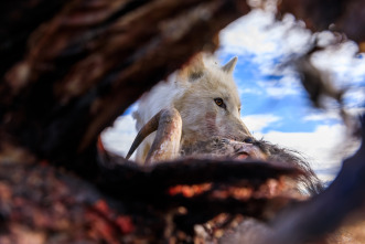 El reino del lobo blanco 