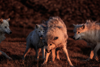 El reino del lobo blanco 