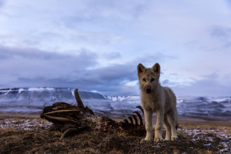 El reino del lobo blanco 