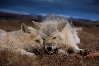 El reino del lobo blanco 