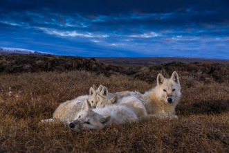 El reino del lobo blanco 