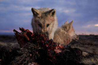 El reino del lobo blanco 