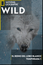 El reino del lobo blanco: La búsqueda