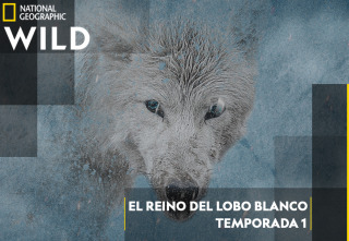 El reino del lobo blanco 