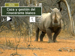 Caza y gestión del rinoceronte blanco