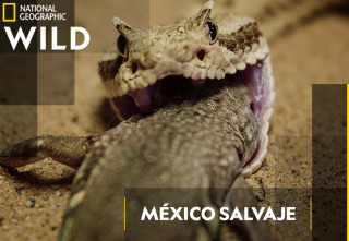 Imagen de México salvaje - 2