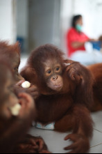 Escuela de orangutanes 