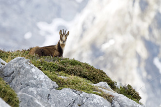 Imagen de De viaje: rebecos y truchas en la montaña leonesa - 3