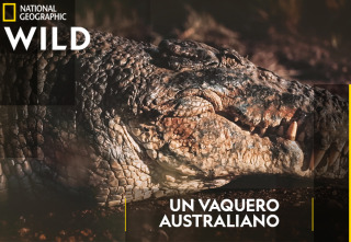 Un vaquero australiano: ¡Alerta cocodrilo!