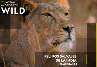 Imagen de Felinos salvajes de la India  - 2