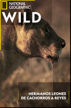 Imagen de Hermanos leones: de cachorros a reyes - 1