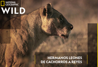 Imagen de Hermanos leones: de cachorros a reyes - 2