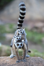 Islas tropicales: Madagascar