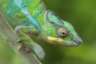 Islas tropicales: Madagascar