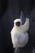 Islas tropicales: Madagascar