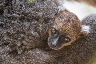 Islas tropicales: Madagascar