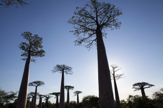 Islas tropicales: Madagascar
