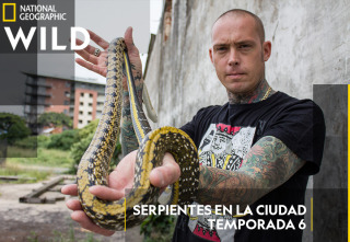 Serpientes en la ciudad: Serpientes en la ciudad 6 ¡Serpiente en el frigorífico!