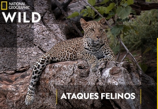 Imagen de Ataques felinos   - 2