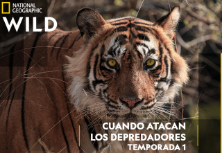 Imagen de Cuando atacan los...: Superserpientes - 2