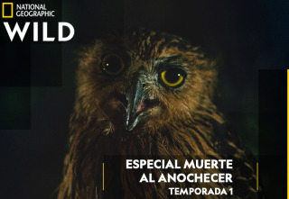 Imagen de Especial muerte al anochecer  - 2