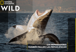 Imagen de Los depredadores también fallan: las presas atacan - 2