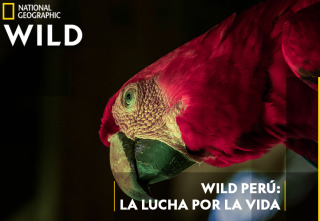 Imagen de Wild Perú: La lucha por la vida - 2