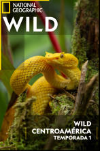 Wild Centroamérica: Guatemala