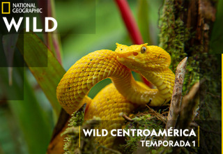 Wild Centroamérica 