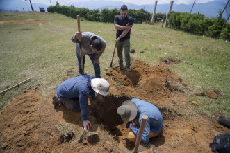 Imagen de Los millones de Escobar  - 5