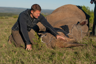 Fauna letal - Especial rinocerontes