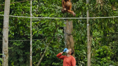 Fauna letal - Borneo
