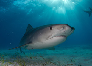 Fauna letal - Especial tiburones
