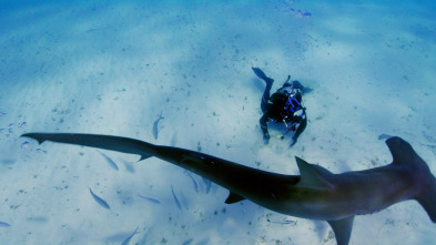 Fauna letal - Especial tiburones