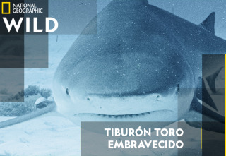Imagen de Tiburón toro embravecido - 2