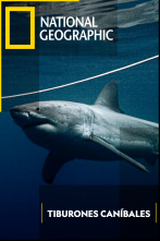 Imagen de Tiburones caníbales - 1