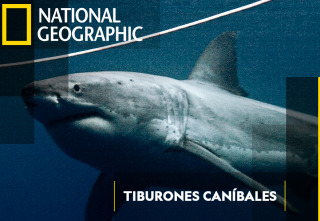 Imagen de Tiburones caníbales - 2