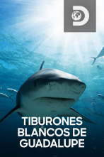 Imagen de Tiburones blancos de Guadalupe  - 1