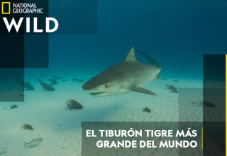 Imagen de El tiburón tigre más grande del mundo - 2
