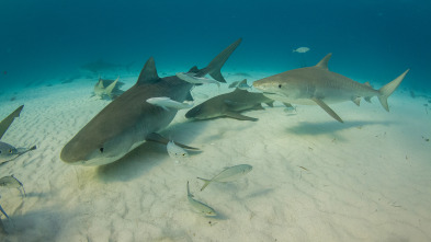 Imagen de El tiburón tigre más grande del mundo - 3