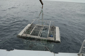 Imagen de Defensa contra tiburones - 7