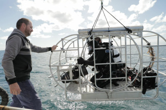 Imagen de Defensa contra tiburones - 10