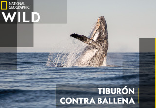 Imagen de Tiburón contra ballena - 2