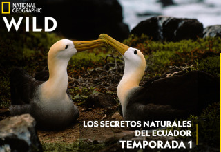 Imagen de Los secretos naturales...: Borneo y Sumatra - 2