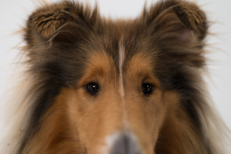 La verdad sobre los perros