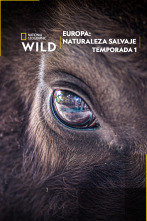 Europa: naturaleza...: Salvando a los osos europeos