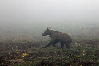 Imagen de Europa: naturaleza salvaje  - 5