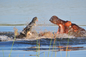 Hipopótamo contra cocodrilo