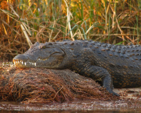 Imagen de Hipopótamo contra cocodrilo - 2