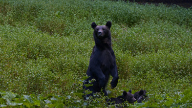 Depredadores de los Cárpatos - El reino del oso